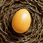 Egg Journey Logo